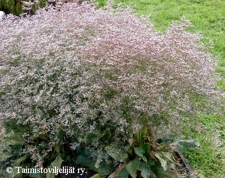 Limonium platyphyllum